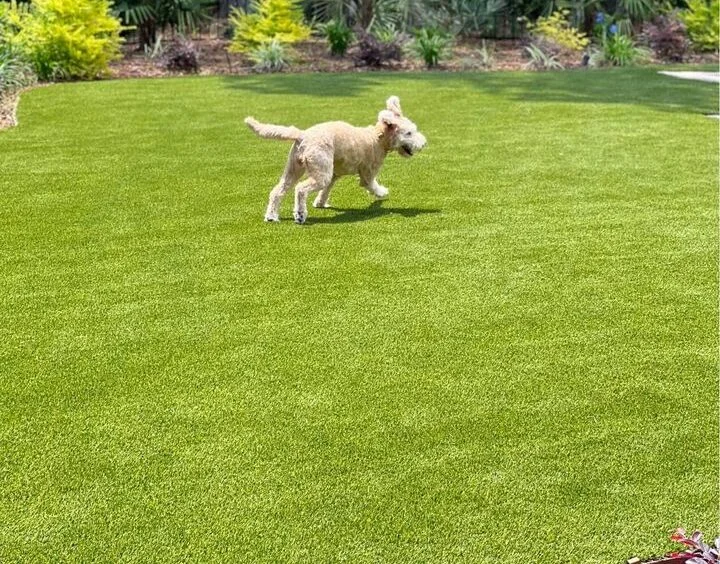 A fluffy dog joyfully runs across a bright green, low-maintenance artificial grass lawn on a sunny day in Paradise Valley, surrounded by lush foliage and a few scattered bushes in the background.