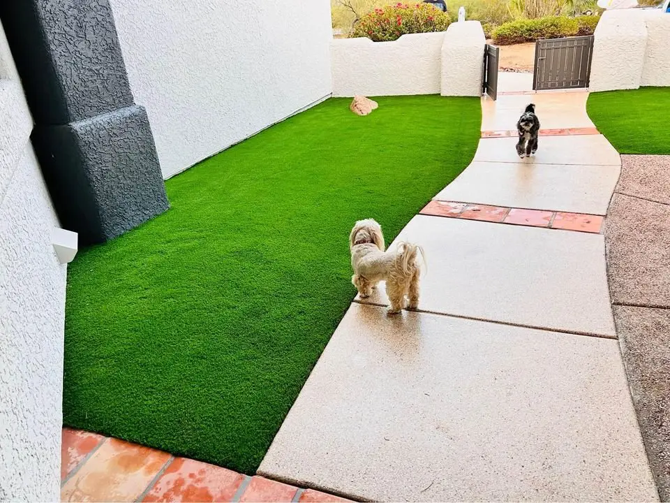 Two small dogs walk on a concrete path bordered by lush, low-maintenance artificial grass. The setting is a neatly landscaped courtyard in Paradise Valley, AZ, with white stucco walls and a black gate in the background.